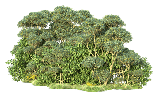 Tropical forest isolated on transparent background. 3d rendering - illustration png