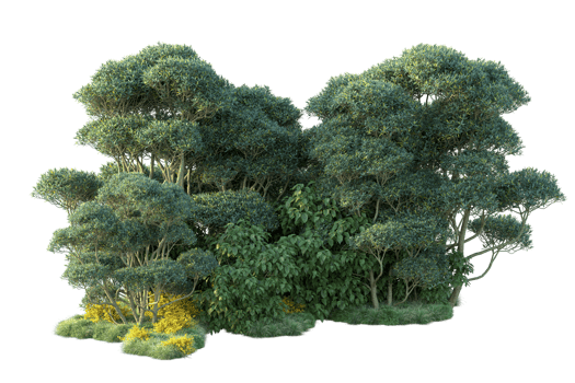 Tropical forest isolated on transparent background. 3d rendering - illustration png