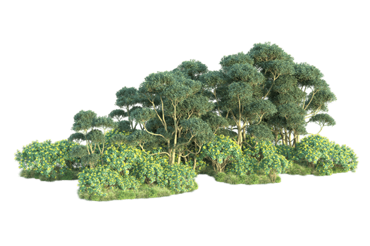 Tropical forest isolated on transparent background. 3d rendering - illustration png