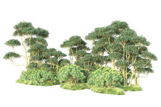 Tropical forest isolated on transparent background. 3d rendering - illustration png