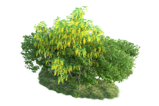 Tropical forest isolated on transparent background. 3d rendering - illustration png