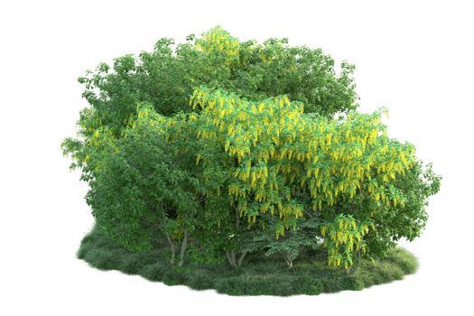 Tropical forest isolated on transparent background. 3d rendering - illustration png