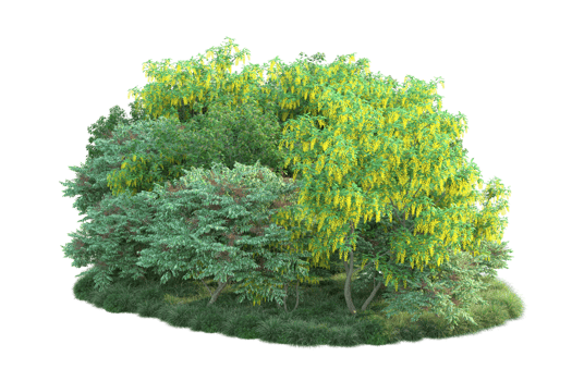 Tropical forest isolated on transparent background. 3d rendering - illustration png