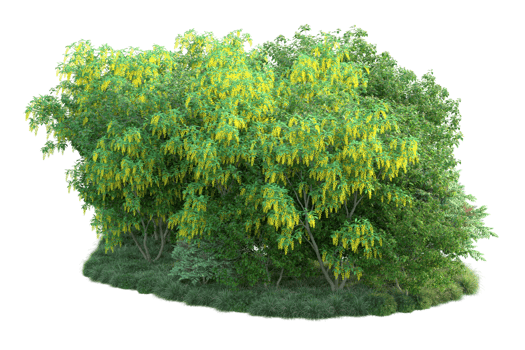 Tropical forest isolated on transparent background. 3d rendering - illustration png