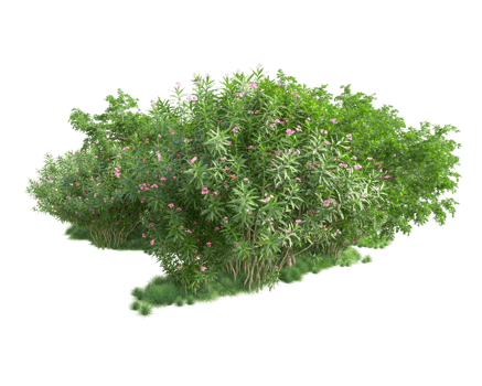 Tropical forest isolated on transparent background. 3d rendering - illustration png