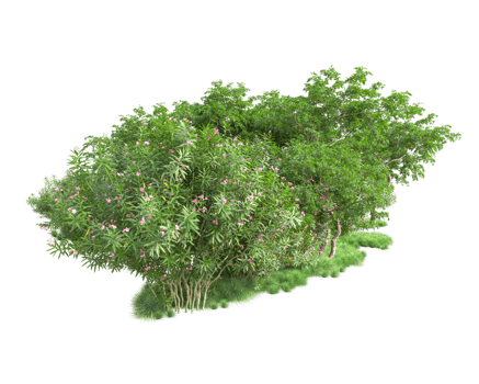 Tropical forest isolated on transparent background. 3d rendering - illustration png