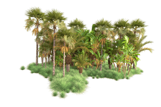 Tropical forest isolated on transparent background. 3d rendering - illustration png