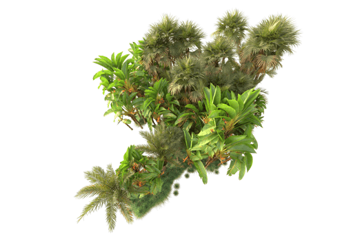 Tropical forest isolated on transparent background. 3d rendering - illustration png
