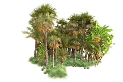 Tropical forest isolated on transparent background. 3d rendering - illustration png