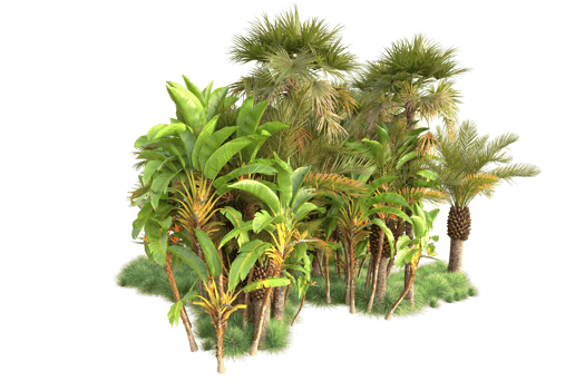 Tropical forest isolated on transparent background. 3d rendering - illustration png