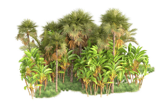 Tropical forest isolated on transparent background. 3d rendering - illustration png