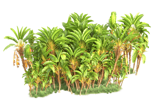 Tropical forest isolated on transparent background. 3d rendering - illustration png