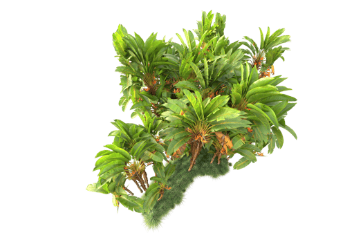 Tropical forest isolated on transparent background. 3d rendering - illustration png