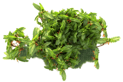 Tropical forest isolated on transparent background. 3d rendering - illustration png