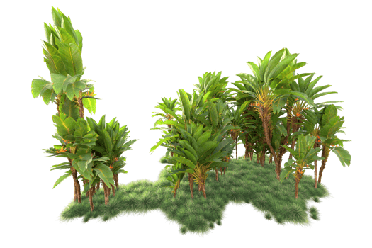 Tropical forest isolated on transparent background. 3d rendering - illustration png