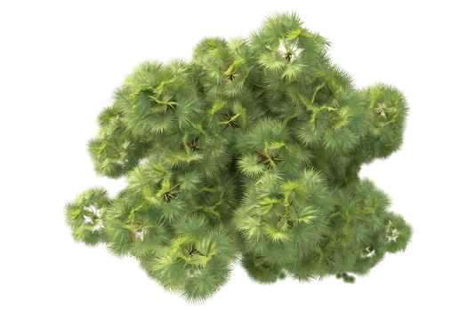 Tropical forest isolated on transparent background. 3d rendering - illustration png