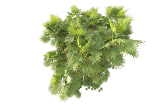 Tropical forest isolated on transparent background. 3d rendering - illustration png
