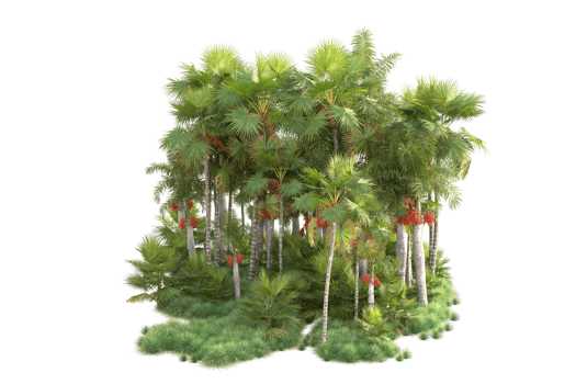 Tropical forest isolated on transparent background. 3d rendering - illustration png
