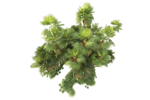 Tropical forest isolated on transparent background. 3d rendering - illustration png