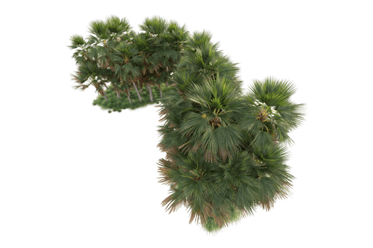 Tropical forest isolated on transparent background. 3d rendering - illustration png