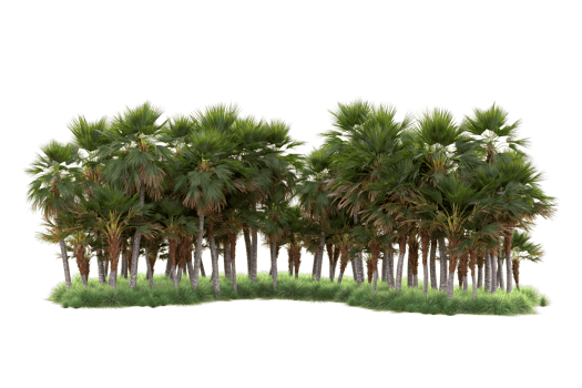 Tropical forest isolated on transparent background. 3d rendering - illustration png