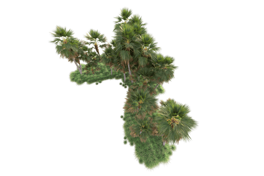 Tropical forest isolated on transparent background. 3d rendering - illustration png