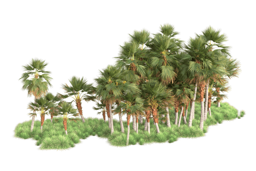 Tropical forest isolated on transparent background. 3d rendering - illustration png