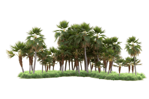 Tropical forest isolated on transparent background. 3d rendering - illustration png