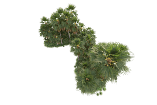 Tropical forest isolated on transparent background. 3d rendering - illustration png