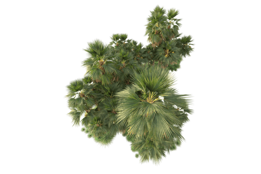 Tropical forest isolated on transparent background. 3d rendering - illustration png