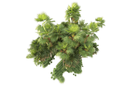 Tropical forest isolated on transparent background. 3d rendering - illustration png