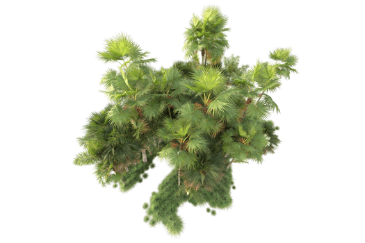 Tropical forest isolated on transparent background. 3d rendering - illustration png