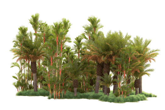Tropical forest isolated on transparent background. 3d rendering - illustration png