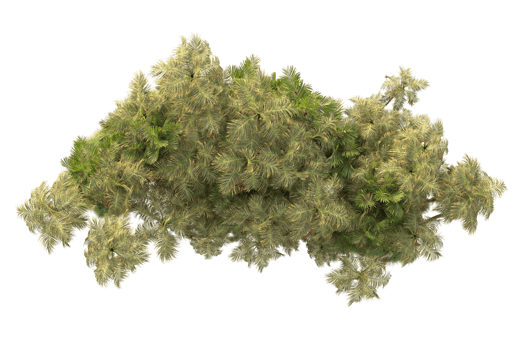 Tropical forest isolated on transparent background. 3d rendering - illustration png