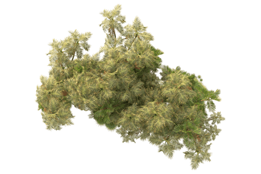 Tropical forest isolated on transparent background. 3d rendering - illustration png