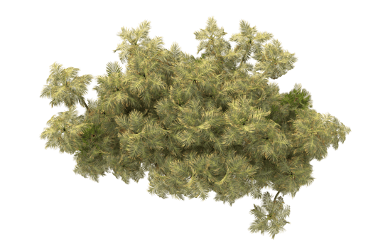 Tropical forest isolated on transparent background. 3d rendering - illustration png