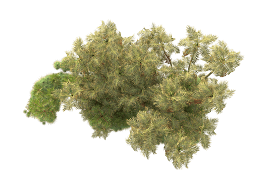 Tropical forest isolated on transparent background. 3d rendering - illustration png