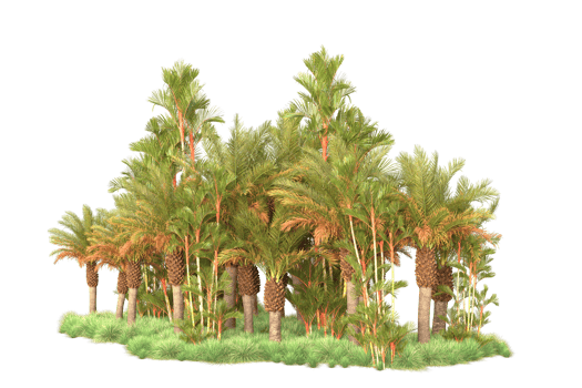 Tropical forest isolated on transparent background. 3d rendering - illustration png