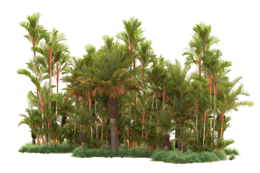 Tropical forest isolated on transparent background. 3d rendering - illustration png
