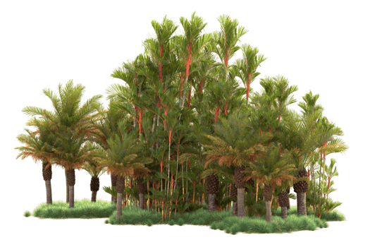 Tropical forest isolated on transparent background. 3d rendering - illustration png