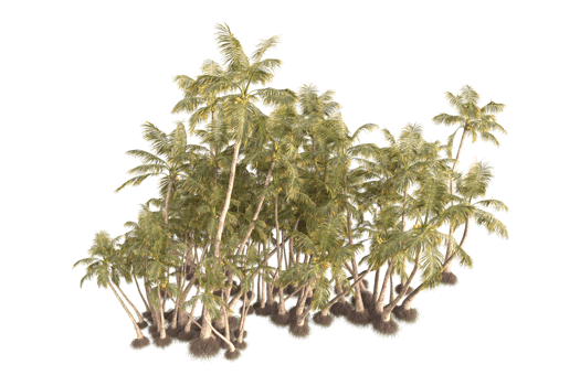 Tropical forest isolated on transparent background. 3d rendering - illustration png