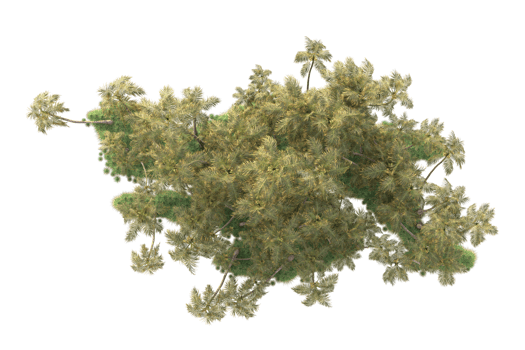 Tropical forest isolated on transparent background. 3d rendering - illustration png