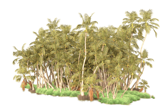 Tropical forest isolated on transparent background. 3d rendering - illustration png