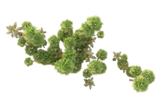 Tropical forest isolated on transparent background. 3d rendering - illustration png