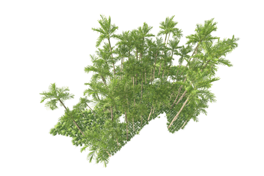 Tropical forest isolated on transparent background. 3d rendering - illustration png