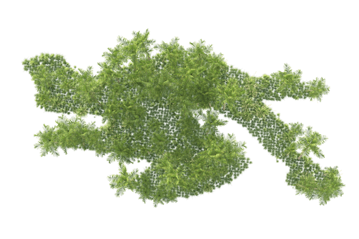 Tropical forest isolated on transparent background. 3d rendering - illustration png