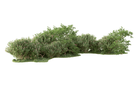 Tropical forest isolated on transparent background. 3d rendering - illustration png