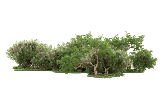 Tropical forest isolated on transparent background. 3d rendering - illustration png