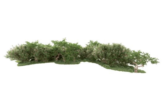 Tropical forest isolated on transparent background. 3d rendering - illustration png