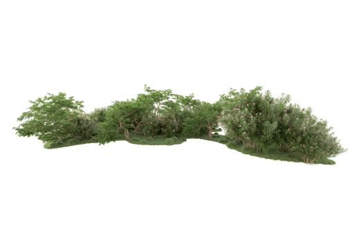 Tropical forest isolated on transparent background. 3d rendering - illustration png